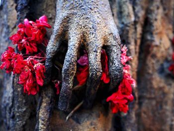 Close up of red flowers