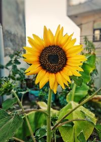 Close-up of sunflower on plant