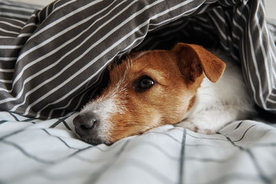 Pet under blanket in the bed. portrait of sad dog warms in cold weather