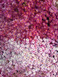 Full frame shot of pink flowers
