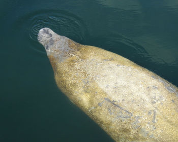 High angle view of turtle in sea