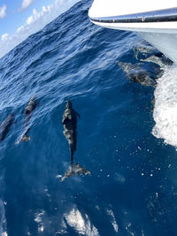 High angle view of man swimming in sea