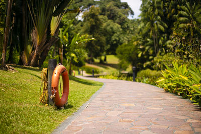 Footpath amidst palm trees in park