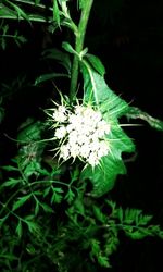 Close-up of white flowers