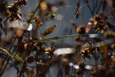 Close-up of flowering plants against blurred background