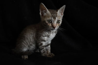 Portrait of kitten on black background