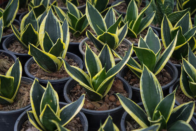 Aerial view of spotted leaves planted on a farm.