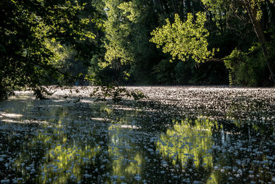 Reflection of trees in water