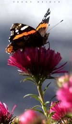 Close-up of butterfly on purple flower