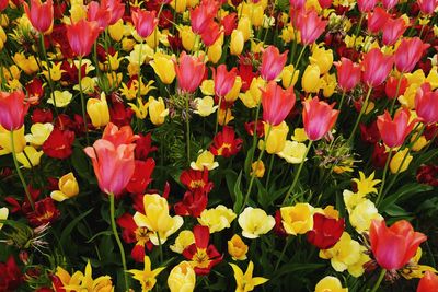 Full frame shot of yellow flowers blooming outdoors