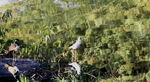 Birds perching on riverbank