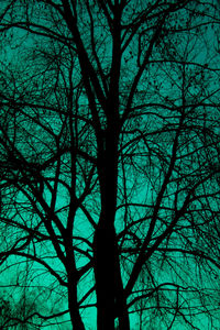 Low angle view of silhouette tree against sky in forest