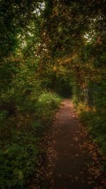Road amidst trees in forest