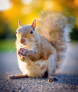 Close-up of a squirrel