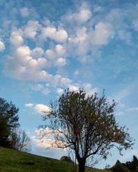 Low angle view of tree against sky