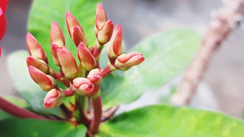 Close-up of red flowering plant