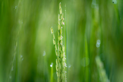 Close-up of fresh green grass in field