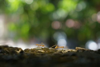 Close-up of insect on rock