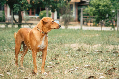 Dog looking away on field