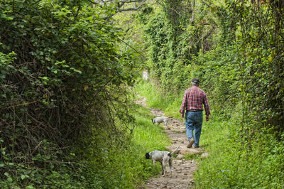 Rear view of man walking with dog in forest