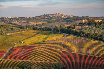 High angle view of vineyard field against sky