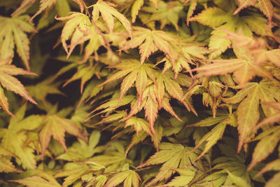 Full frame shot of leaves