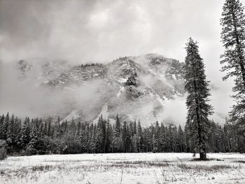 Trees in forest against sky during winter