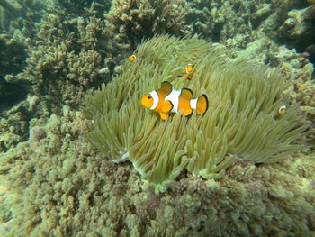 Yellow fish in sea