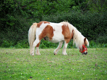 Horse grazing on field