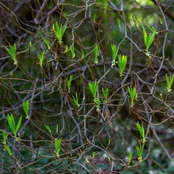 Close-up of bamboo plants