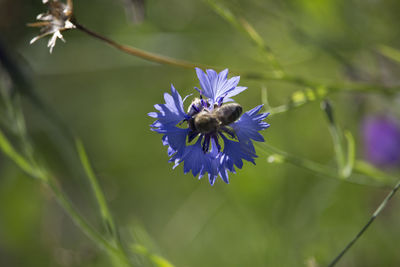 Close-up of bee on purple flower