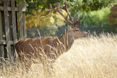 Deer in a field