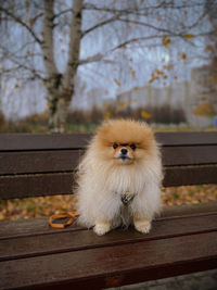 Portrait of dog sitting on bench