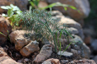 Close-up of rocks on field