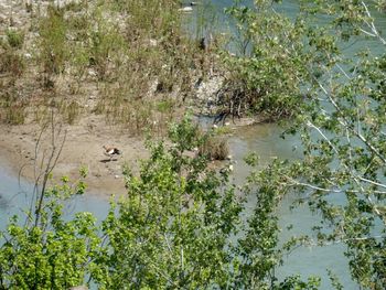 High angle view of plants in lake