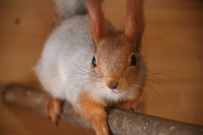 Close-up of squirrel