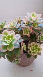 Close-up of potted plant on table