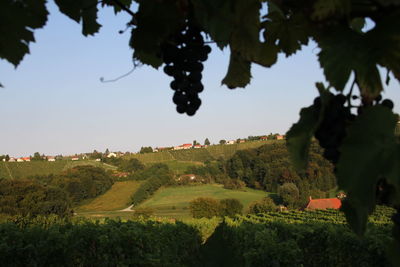 Scenic view of vineyard against sky