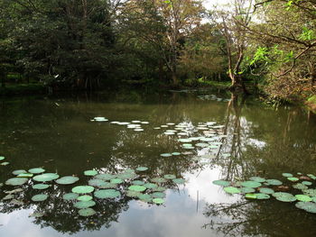 Reflection of trees in lake