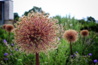 Close-up of purple flowering plants on field