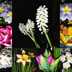 Close-up of flowers blooming outdoors