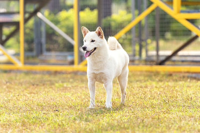 White shiba inu or hokkaido inu. white dog standing in the playground. shiba inu dog the yard.