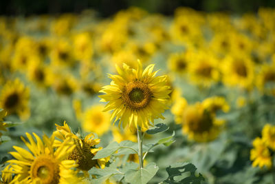 Close-up of yellow flowering plants