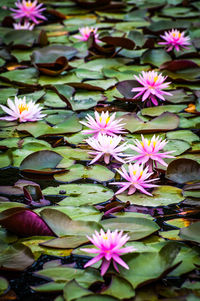 Close-up of flowers blooming outdoors