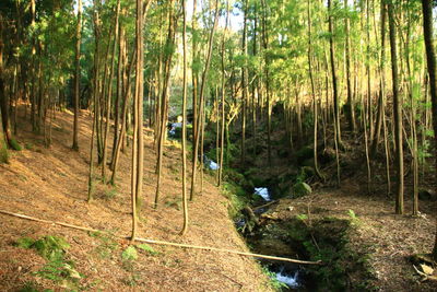 View of bamboo trees in forest