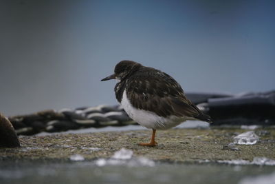 Close-up of bird