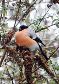 Low angle view of bird perching on tree