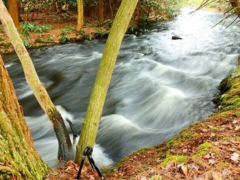 Stream flowing through forest