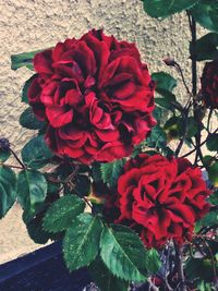 Close-up of red flowers blooming outdoors