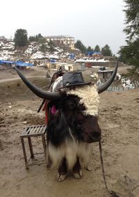 Close-up of horse against sky